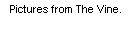Text Box: Pictures from The Vine.
